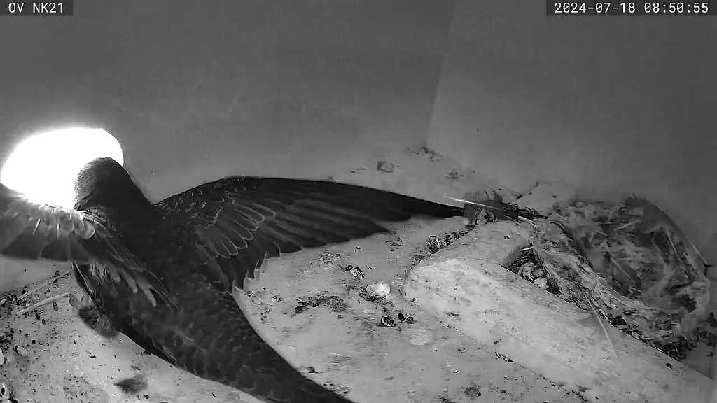 der dritte Jungvogel fliegt aus